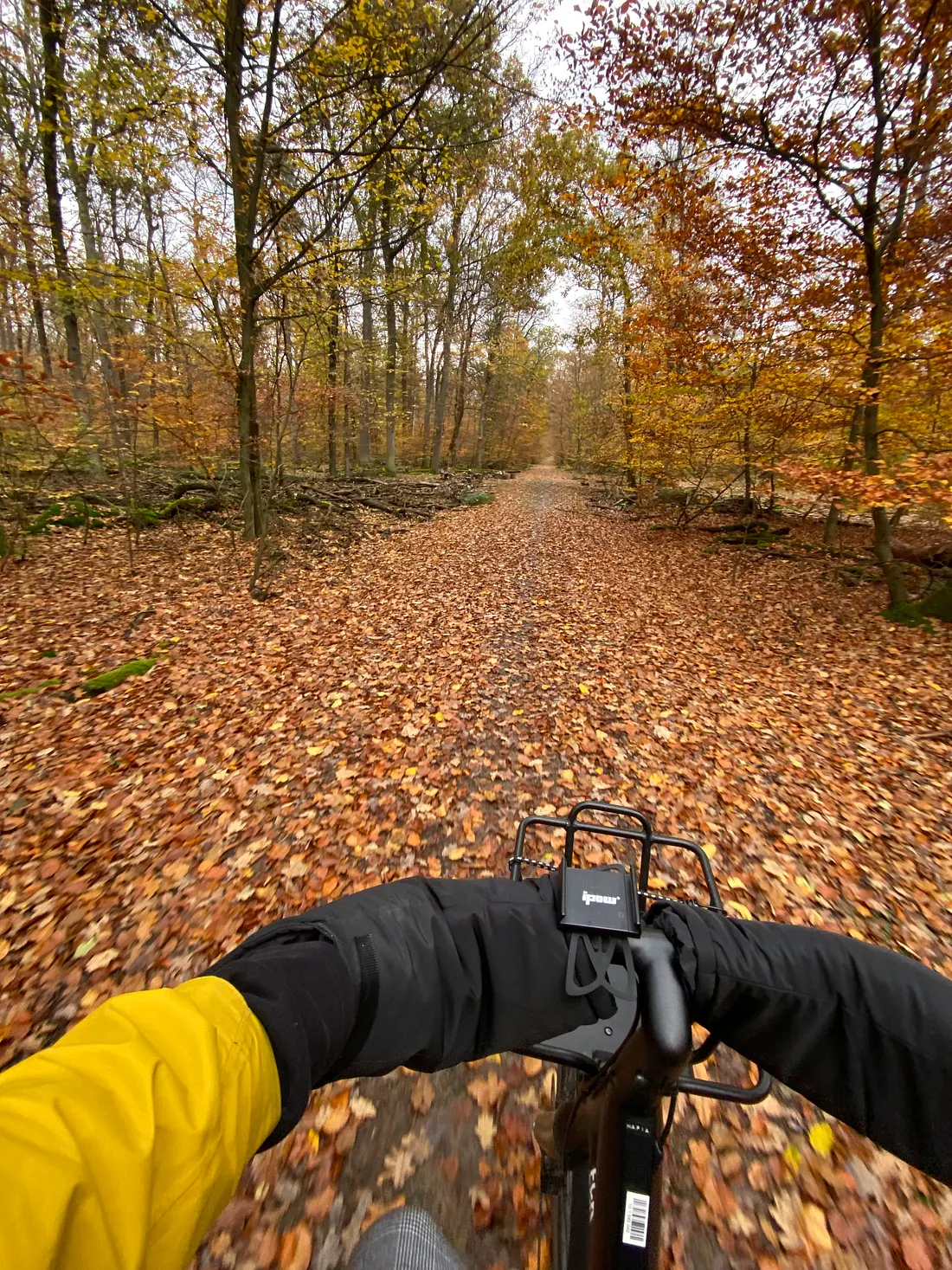 First rides into the season the forest wrapped in amber and gold- the cold air sharp- but the freedom unmatched